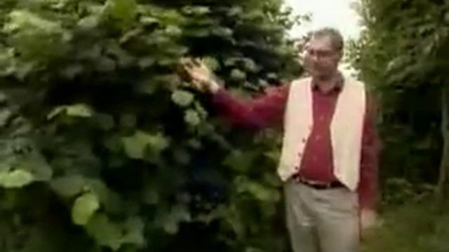 Живой дом из растущих деревьев смотреть онлайн