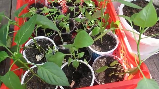 Наша дача - 2020 г. Май - высадка петунии, лобелии, томатов в ведра. смотреть онлайн