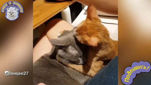 Кошачьи Нежности