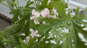 pelargonium graveolens (geranium rosat).AVI