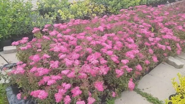 Rojtos gyöngyvessző Spiraea japonica Crispa