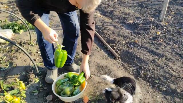 БОЛГАРСКИЙ ПЕРЕЦ ВЕЛИКАН . смотреть онлайн
