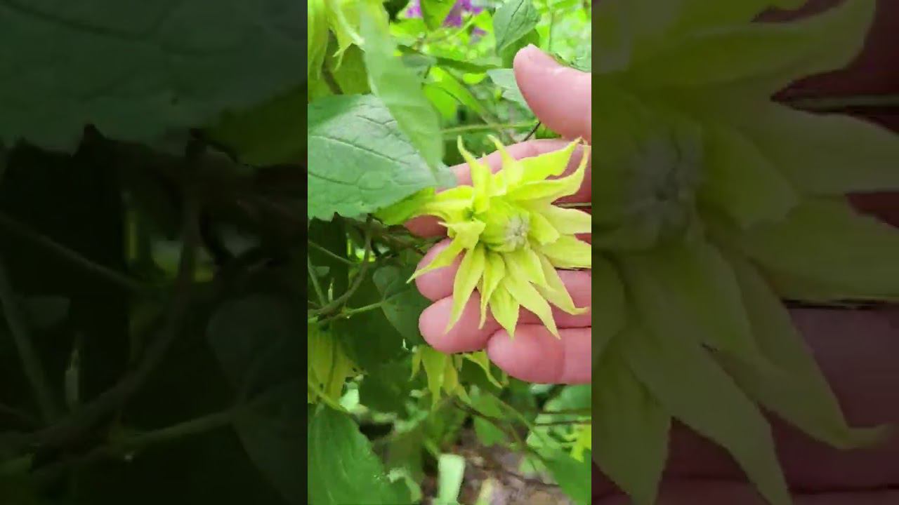 Княжики цветут! Саженцы. Спрашивайте каталог на вацап 89193271772 смотреть онлайн