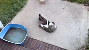 Коты против диких животных