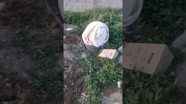 Қияр өсіру тамшылатып суару технологиясы смотреть онлайн