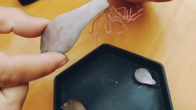 Graptopetalum Superbum en floración смотреть онлайн