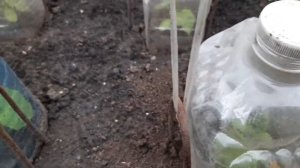 Спасаем рассаду огурцов от холода при помощи бутылок