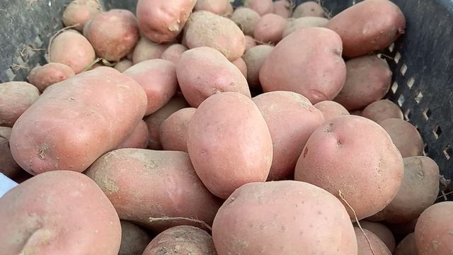 Картофель сорт Аляска смотреть онлайн