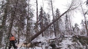 "МОРОЗ -25" РАБОТАЕМ В ЛЕСУ НА ТДТ 55 ТРЕЛЕВОЧНИК | УРАЛ 4320