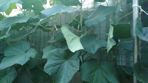 Огурцы в один стебель