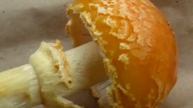 Amanita muscaria var. persicina