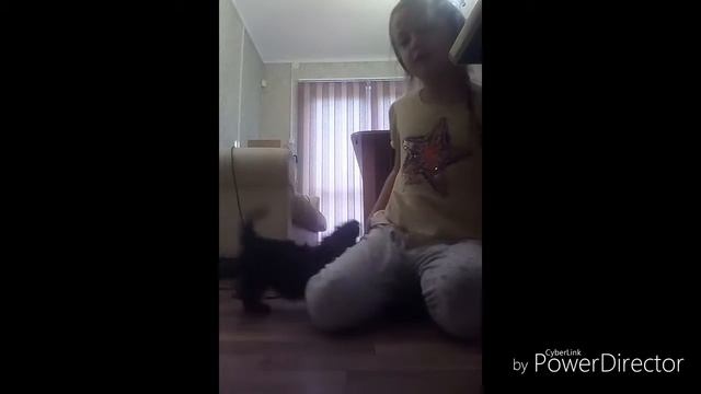 Команды \ всё о породе йоркширский терьер