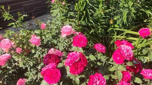 Две неприхотливые флорибунды Леонардо да Винчи и Мона Лиза.
