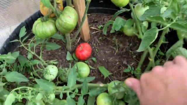 Гуляю по огороду.15 Июля смотреть онлайн