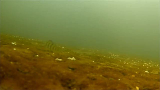 Зимняя рыбалка. Окунь, Густера. смотреть онлайн