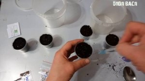 Посадка семян аквариумных растений с Алиэкспресс! Тепличка для семян растений из Китая!
