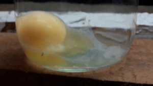 Венец безбрачия. Диагностика Яйцом. Как выглядит./ Crown of celibacy. Diagnostics by Egg.