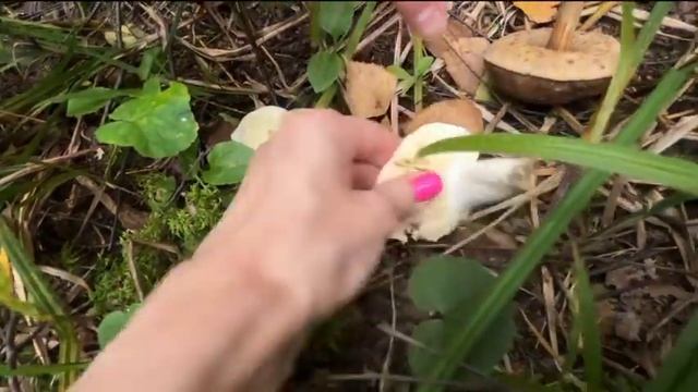 В поисках Грибов в селе Флорищи (Владимирская область) смотреть онлайн