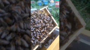 Нуклеус на рамку Удав для облёта маток.