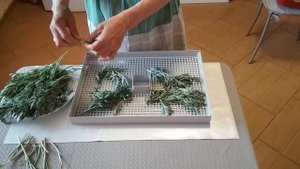 Заготовка полыни