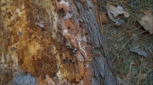 НАХОДКИ ВОВ! В ЛЕСУ ВОЗЛЕ ЗАБРОШКИ.