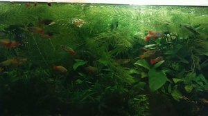 Аквариум-травник с анубиасом и пецилия вариатус