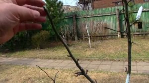 Формирование яблони Веретеном. Подмосковье