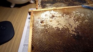 Сахарный сироп стал как камень!!! Что делать?...