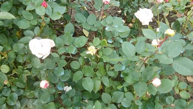 Розы.Цветут две красавицы!!Rosenfaszination и Marchenzauber.Ярославская область. смотреть онлайн