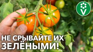 УВЕРЕНЫ, ЧТО СОБИРАЕТЕ ПЛОДЫ ТОМАТОВ ПРАВИЛЬНО?! Стадии спелости и лучшие способы дозаривания