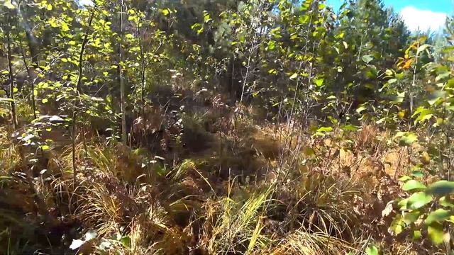 Семейный поход за грибами в лес! смотреть онлайн