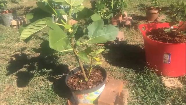 Инжир. Fig. Ферментация листьев и немного о сортах. смотреть онлайн