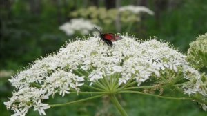 ст   Камарчага  ст  Маганская