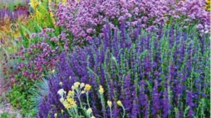 Как создать ДЕКОРАТИВНЫЙ ОГОРОД и какие подобрать растения