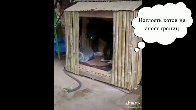 Приколы с Котами и Кошками 2020 #1| Смешные Коты и Кошки 2020 | Лучшее видео с котами и кошками смотреть онлайн