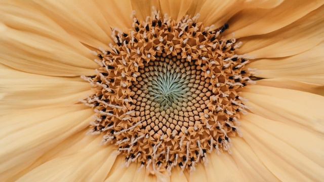 Красота природы. Подсолнух. Sunflower.