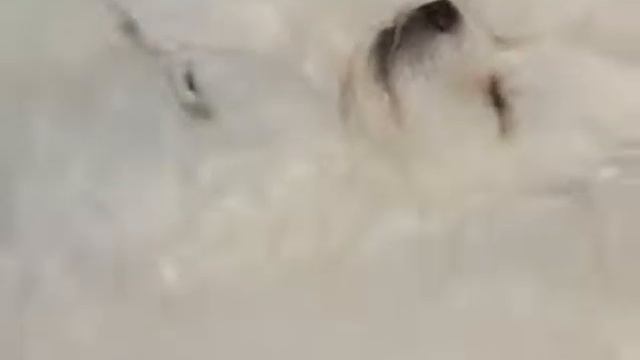 Щенки Японского шпица