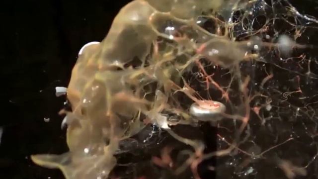 broke a raw egg ( slow motion ) смотреть онлайн