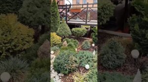 формирование туи шаровидной в кубик, короткая экскурсия, 27.12.2023г.