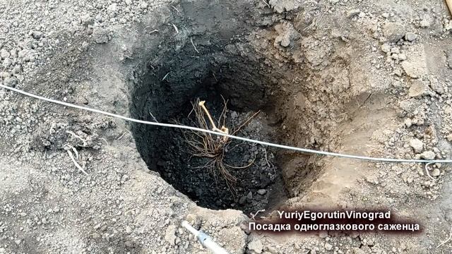 ? Как не ОШИБИТЬСЯ при посадке ОДНОГЛАЗКОВЫХ и КОРОТКИХ САЖЕНЦЕВ винограда на постоянное место. смотреть онлайн