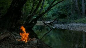 Почему фикус нельзя держать дома?