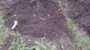 Как выкорчевать дерево 6-7 лет