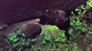 Кошки и Ёжики- братья навек!))