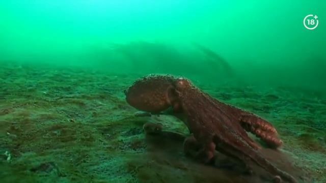 Осьминог в объятиях Морфея - возможен ли сон если нет мозга? смотреть онлайн