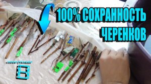 КАК СОХРАНИТЬ ЧЕРЕНКИ ДЛЯ ПРИВИВКИ СО 100% ГАРАНТИЕЙ? СЕВЕРНЫЙ ВИНОГРАДНИК 7-21. ВИНОГРАД В ТЕПЛИЦЕ