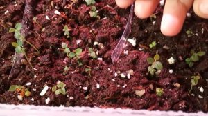 Саженцы голубики и ежевики инвитро через 2 недели