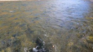 🔥 Хариусы весенней реки!