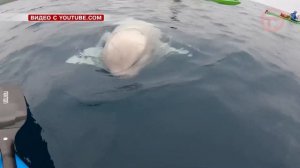 Житель Приморья встретил белух во время морской прогулки на сапе