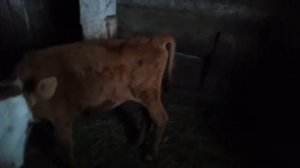 Разведение бычков на мясо содержание/ Изменения в хозяйстве/Бройлеры плохо растут