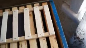 Пчеловодство - 16 зим без потерь